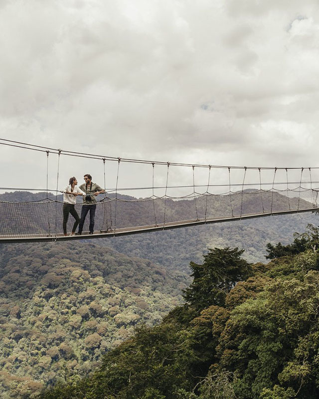A dramatic pedestrian bridge high over the forest.