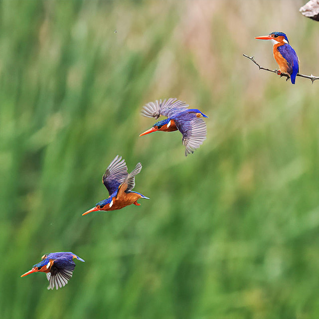A malachite kingfisher jumping off from its perch and flying away.
