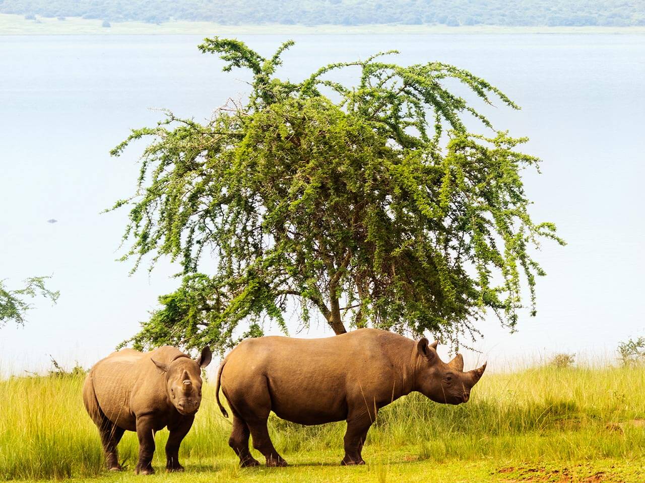 Two southern white rhinos stand beneath a tree beside a grassy wetland in Akagera National Park.