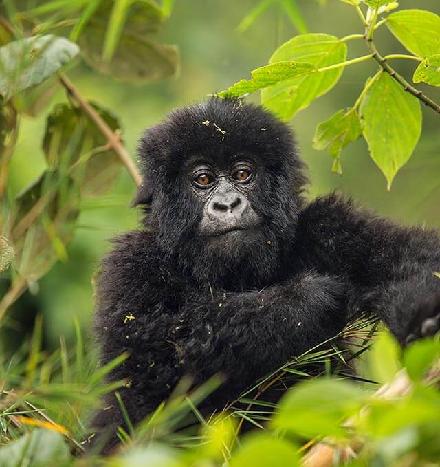 A close-up of a young mountain gorilla nestled among green foliage.