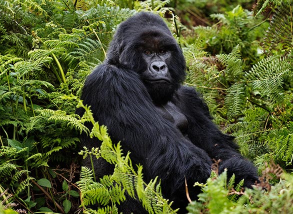 A gorilla