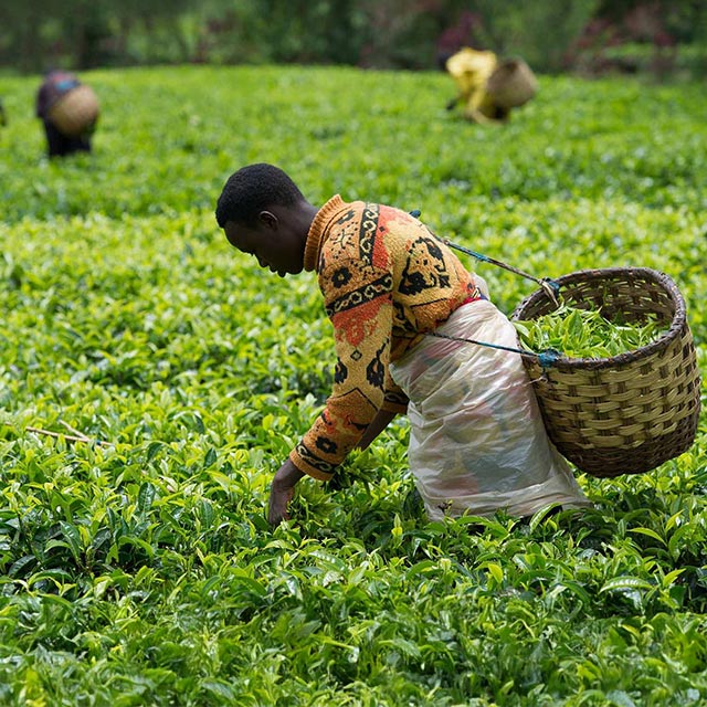 Workers gathering product from field.