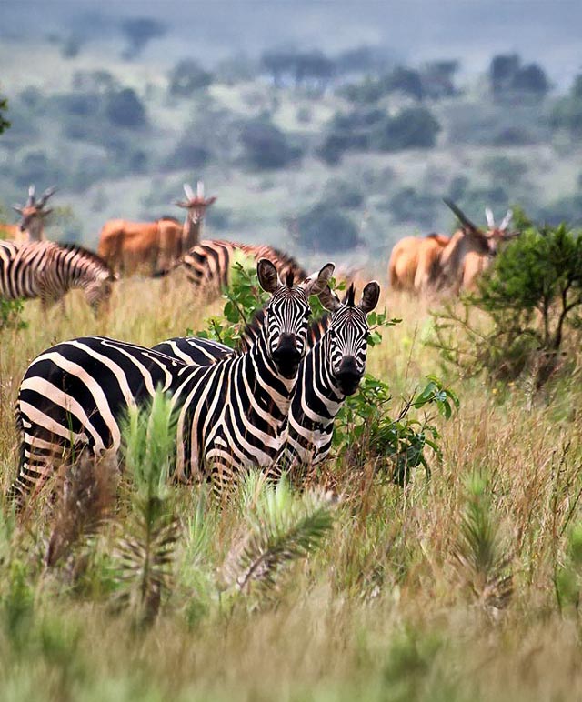 Zebras and antelope in the Akagera National Park